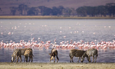 Day Trip to Lake Manyara National Park