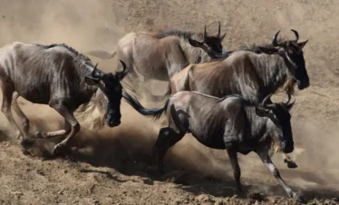 7 Days Great Wildebeest Migration Safari
