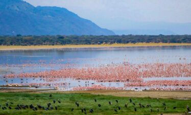 7-Days Budget Tanzania Safari