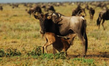 8-Days Ndutu Calving Season Safari