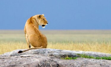 5 Days Tanzania Safari – Tarangire, Serengeti & Ngorongoro